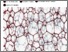 [thumbnail of Substance 2018 18313 Structure cristalline de TiO2 « à la carte » - Substance.pdf]